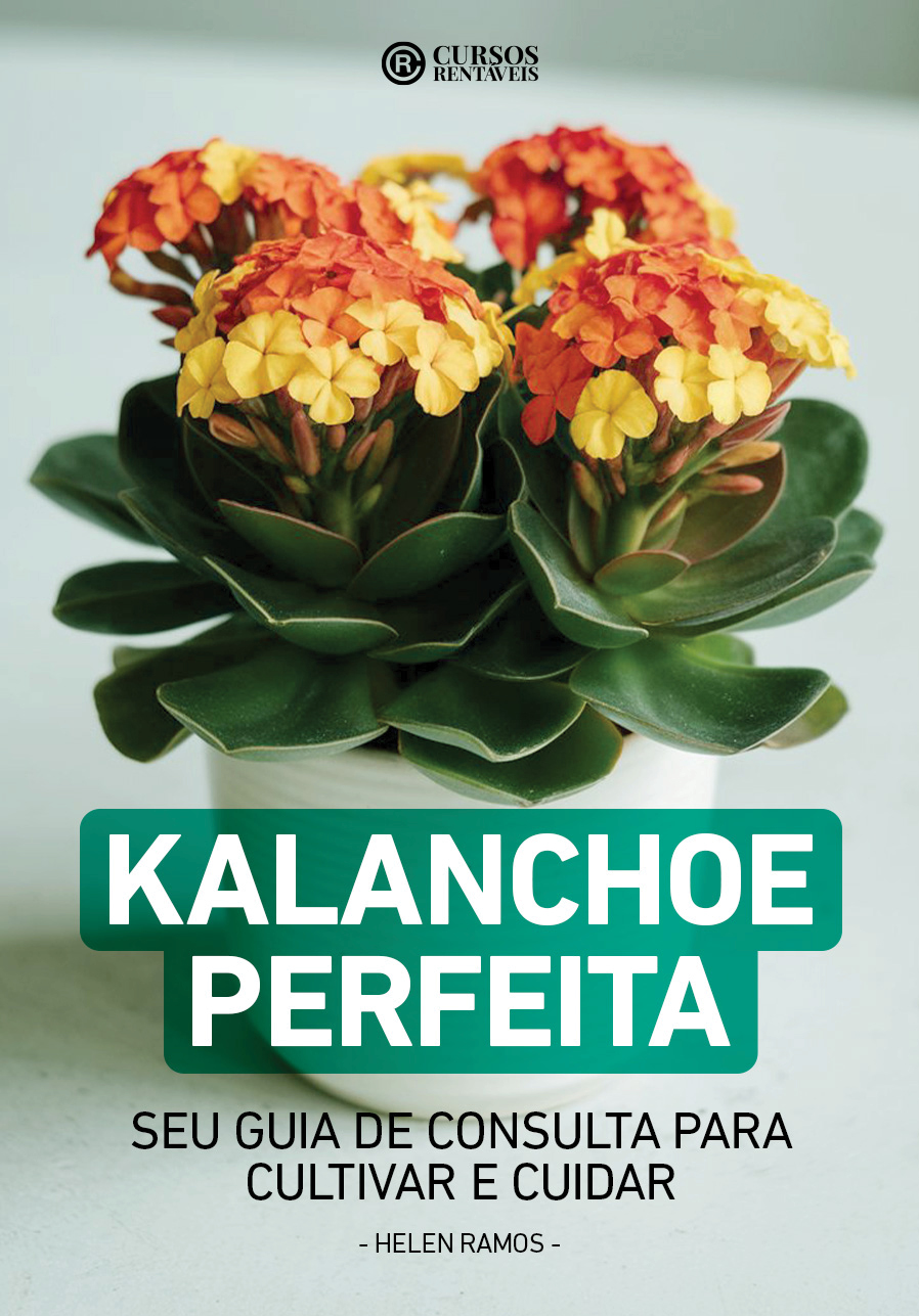 Kalanchoe Perfeita